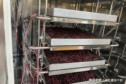食品廠研發試驗用小型凍干機設備選購
